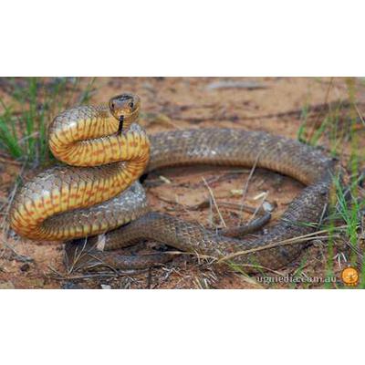 How to Identify Poisonous Snakes and Spiders in the Bush