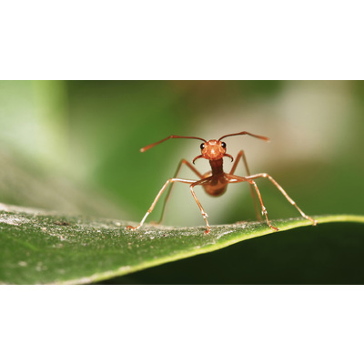 How to Keep the Ants Out of Your Caravan