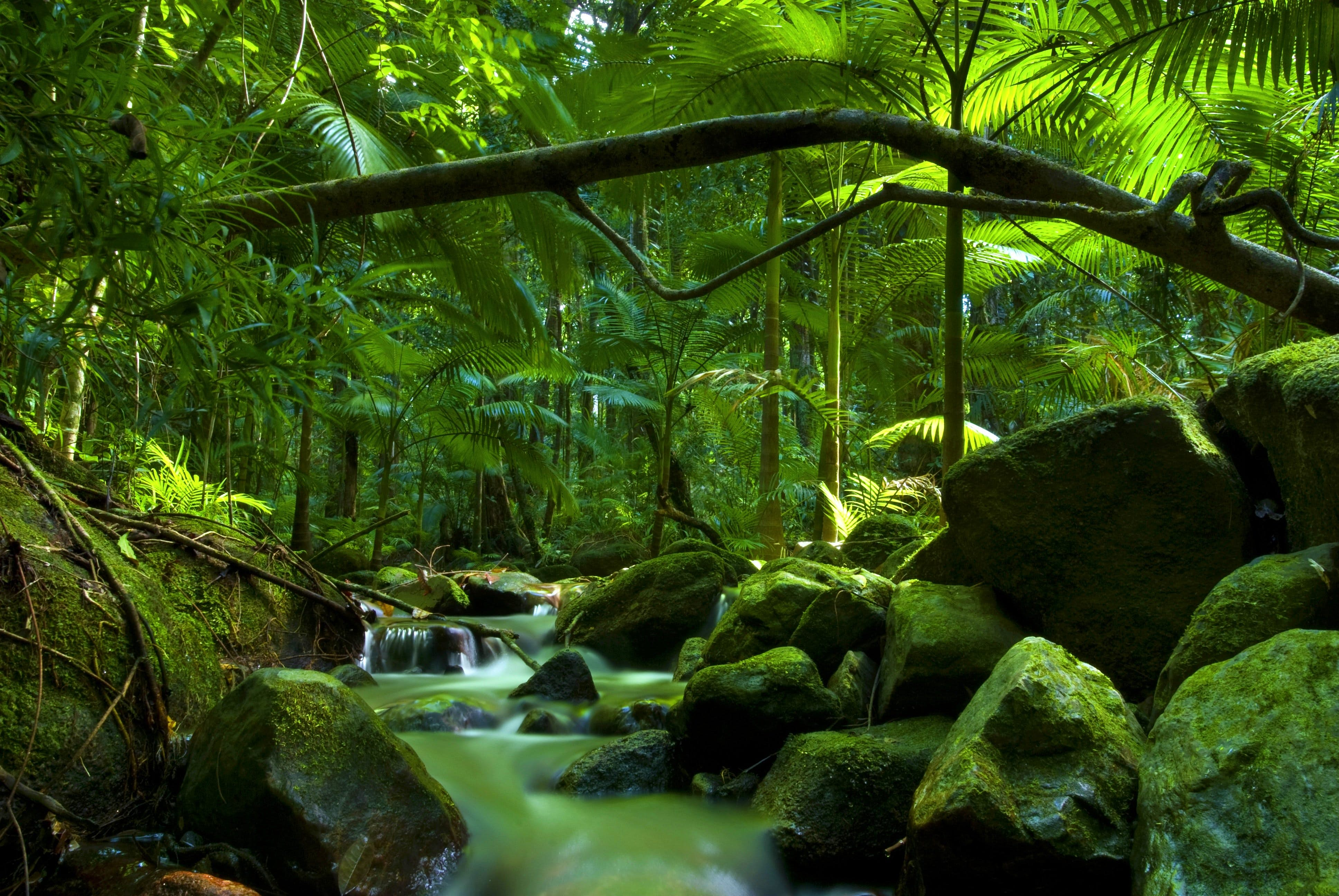 Noah Beach, Cape Tribulation, Daintree National Park, Qld